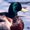 LSNDuck's Avatar avatar