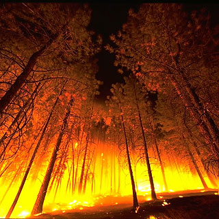 picture of forest fire