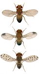 [fruit flies, from http://biologywonderwoman.wordpress.com/2009/01/06/the-flies-that-were-not/]