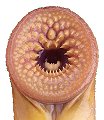 [lamprey mouth, from http://myfwc.com/WILDLIFEHABITATS/Nonnative_FW_Lampreys.htm]