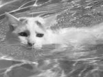 [Turkish Van cat swimming]