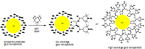 Ligand exchange on phosphine protected Au nanoparticles